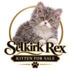 Selkirk Rex Kitten For Sale